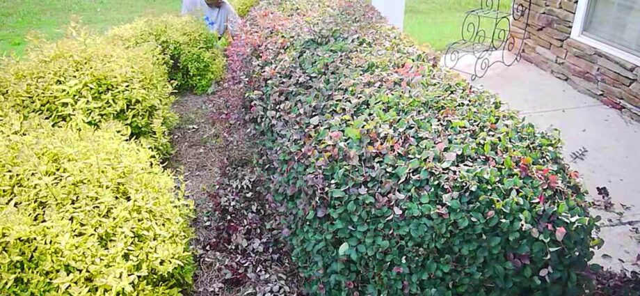 Shrub hedges. Video