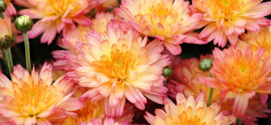 Shrub, pink chrysanthemums, pink flamingos