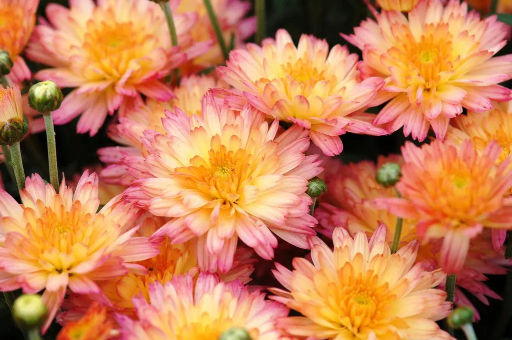 Shrub, pink chrysanthemums, pink flamingos