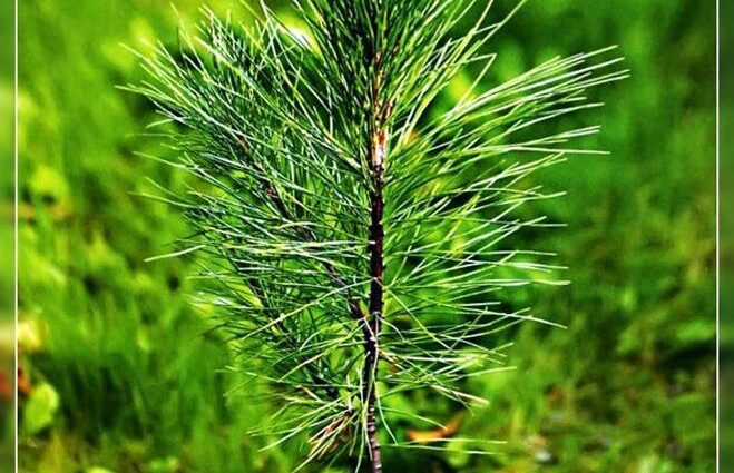 Siberian cedar seedlings: how to plant a cedar