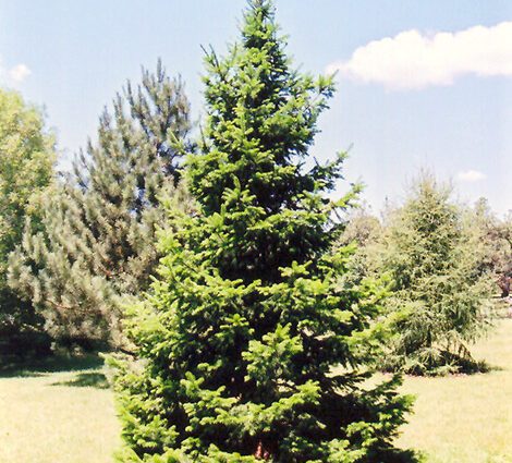 Siberian fir: description and planting