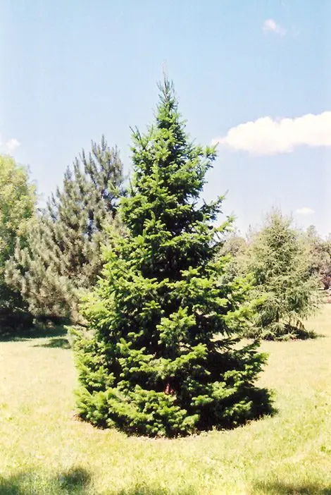 Siberian fir: description and planting