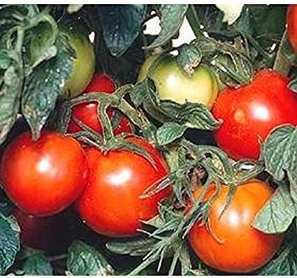 Siberian tomato varieties: description of varieties