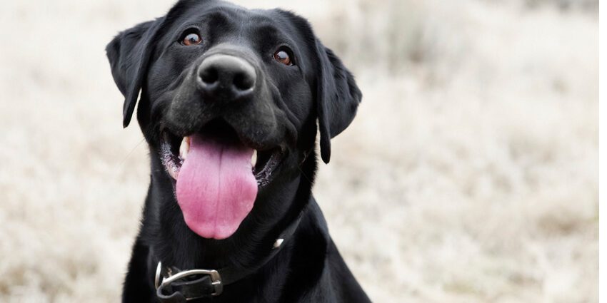 Signs of good health in dogs