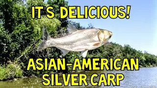 Silver carp: how to pickle and pickle? Video