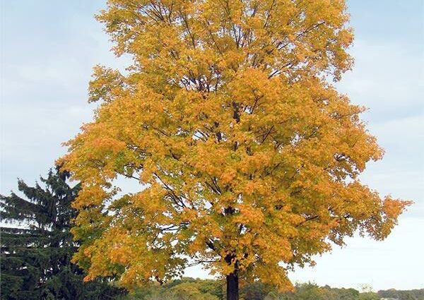 Silver maple as an ornamental tree