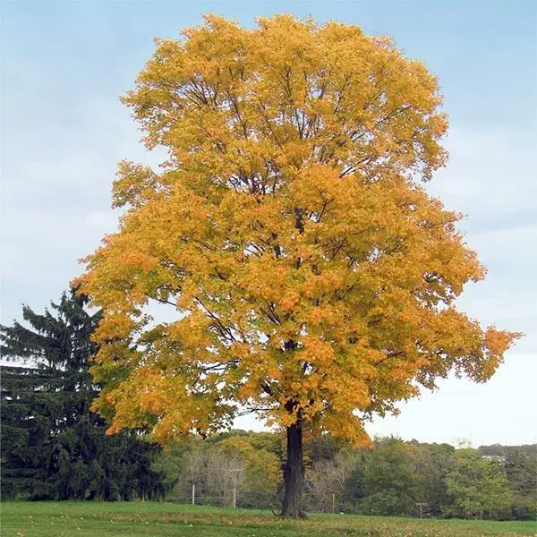 Silver maple as an ornamental tree