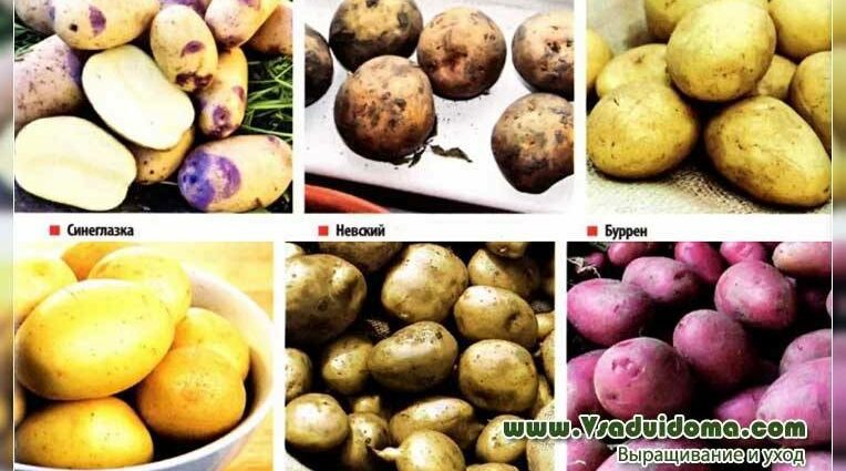 Sineglazka potatoes, variety description and characteristics