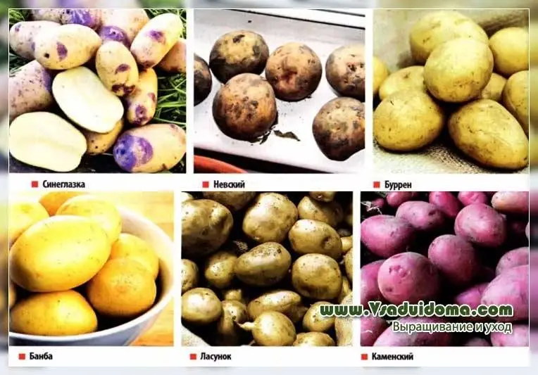 Sineglazka potatoes, variety description and characteristics