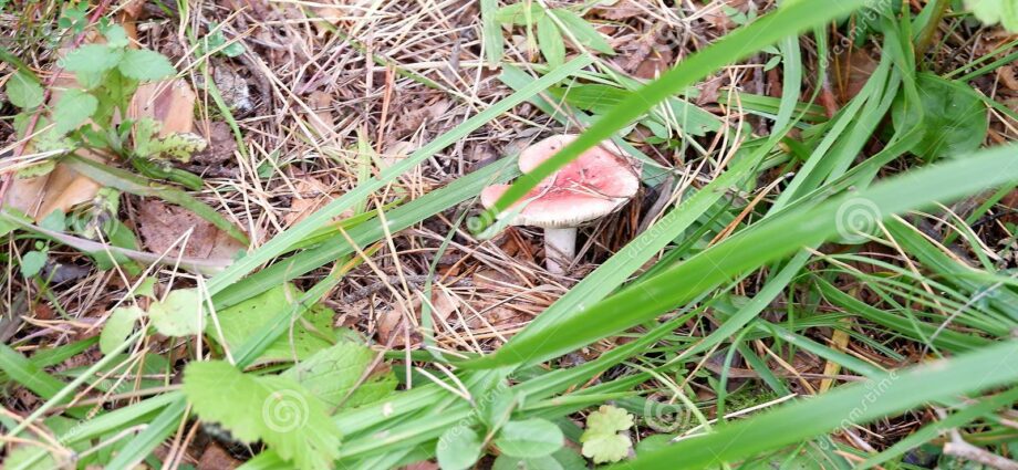 Sinyavka mushroom: description, photo