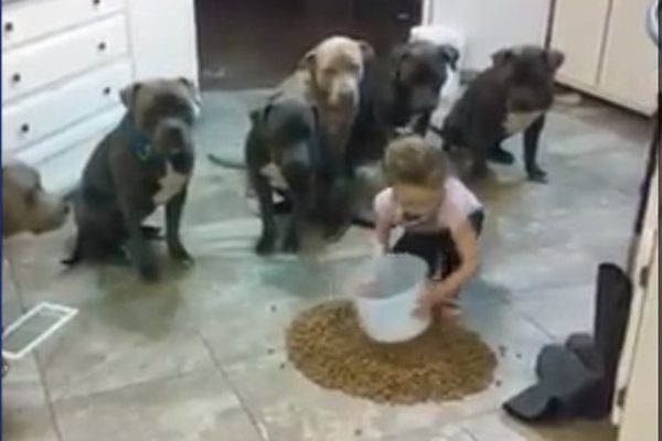 Six puppies attacked a little girl