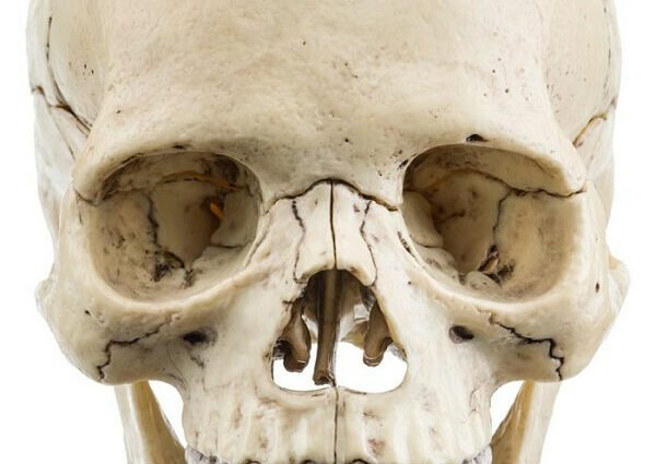 Craniul: tot ce trebuie să știți despre această parte a corpului