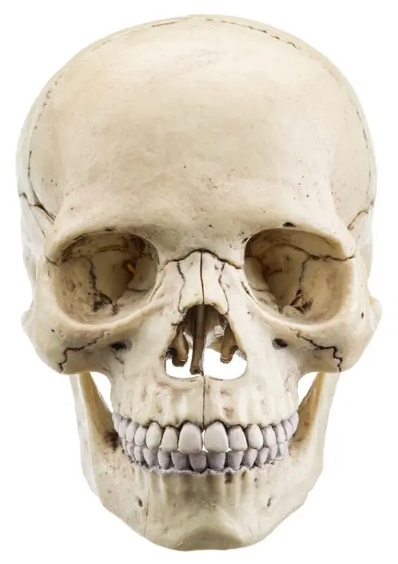 Skull: all you need to know about this part of the body