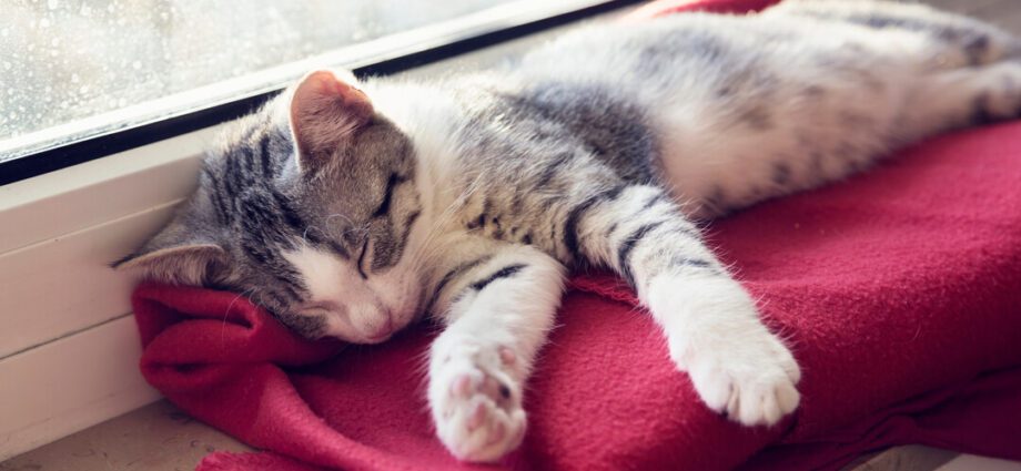 القطة النائمة: ما هي مدة نوم القطة؟
