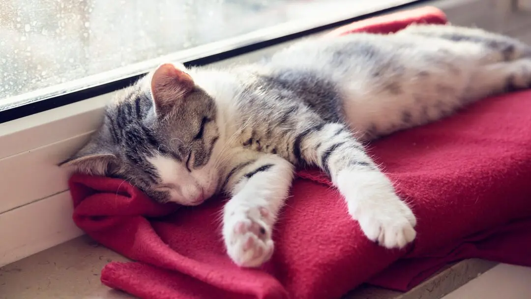 Sleeping cat: how long does a cat sleep?