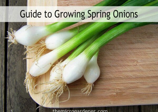 Slime onions: care, cultivation