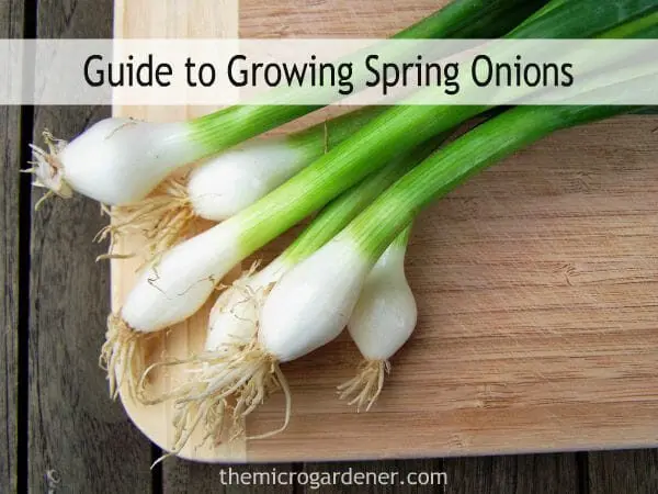 Slime onions: care, cultivation