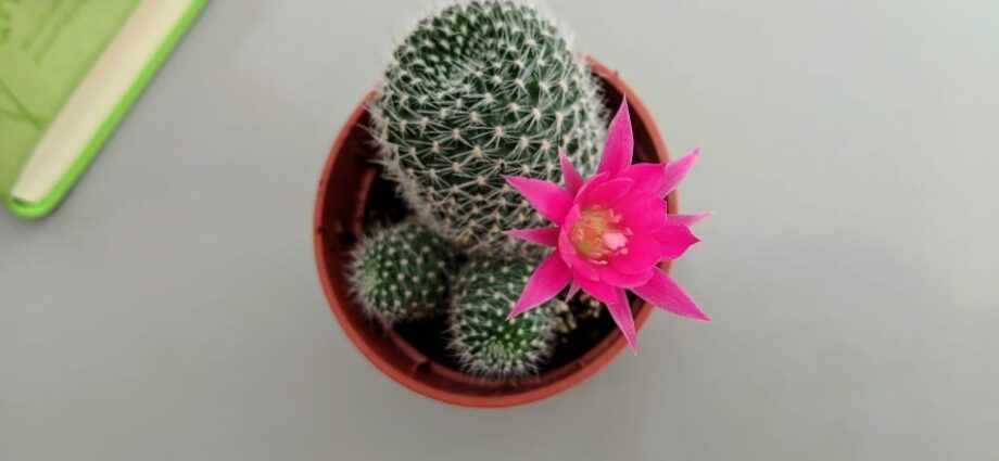 Small blooming cacti: how to care