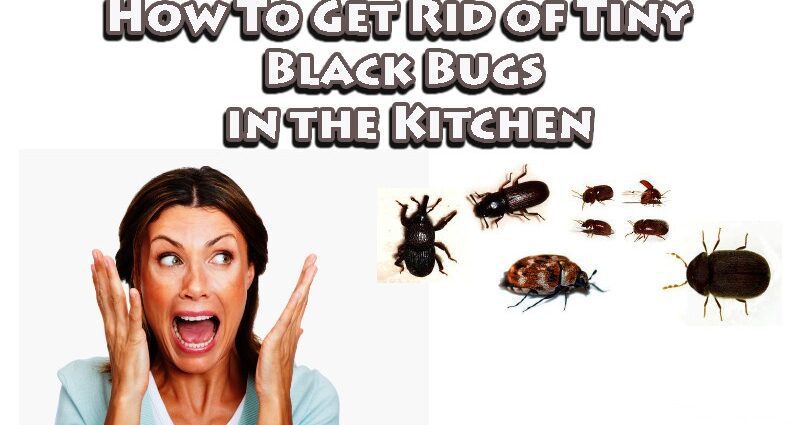 Small Insects In The Kitchen And Bathroom How To Get Rid Of Them Healthy Food Near Me 3361