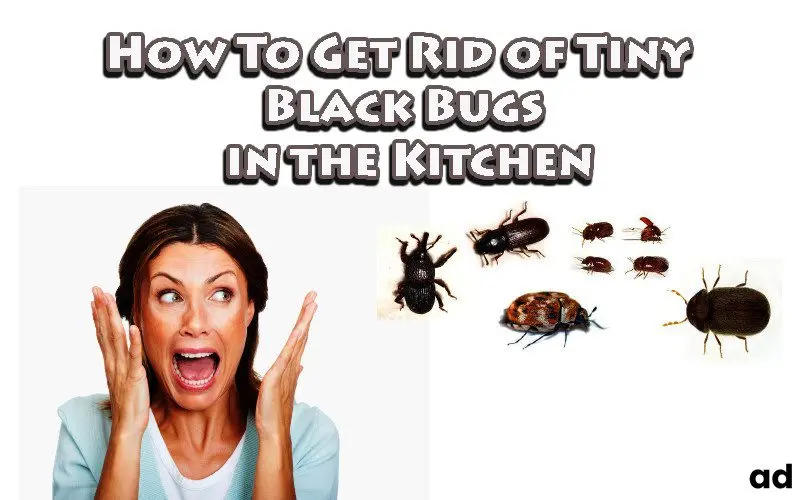 Small insects in the kitchen and bathroom: how to get rid of them