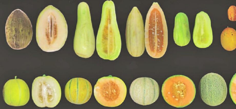 Small melon varieties