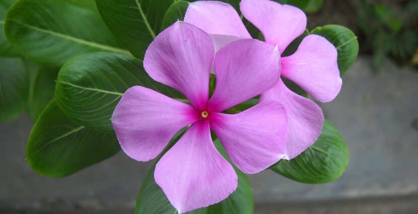Small periwinkle: medicinal properties of a flower. Video