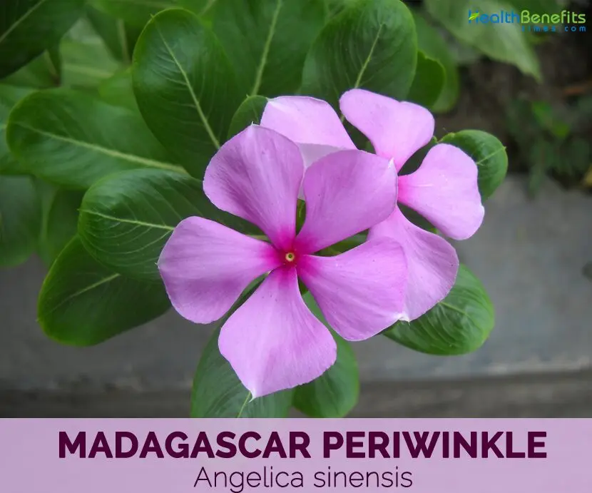 Small periwinkle: medicinal properties of a flower. Video