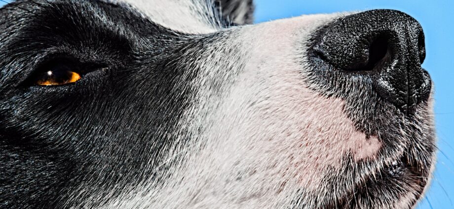 Lugtende kræft og diabetes: 5 hundekræfter