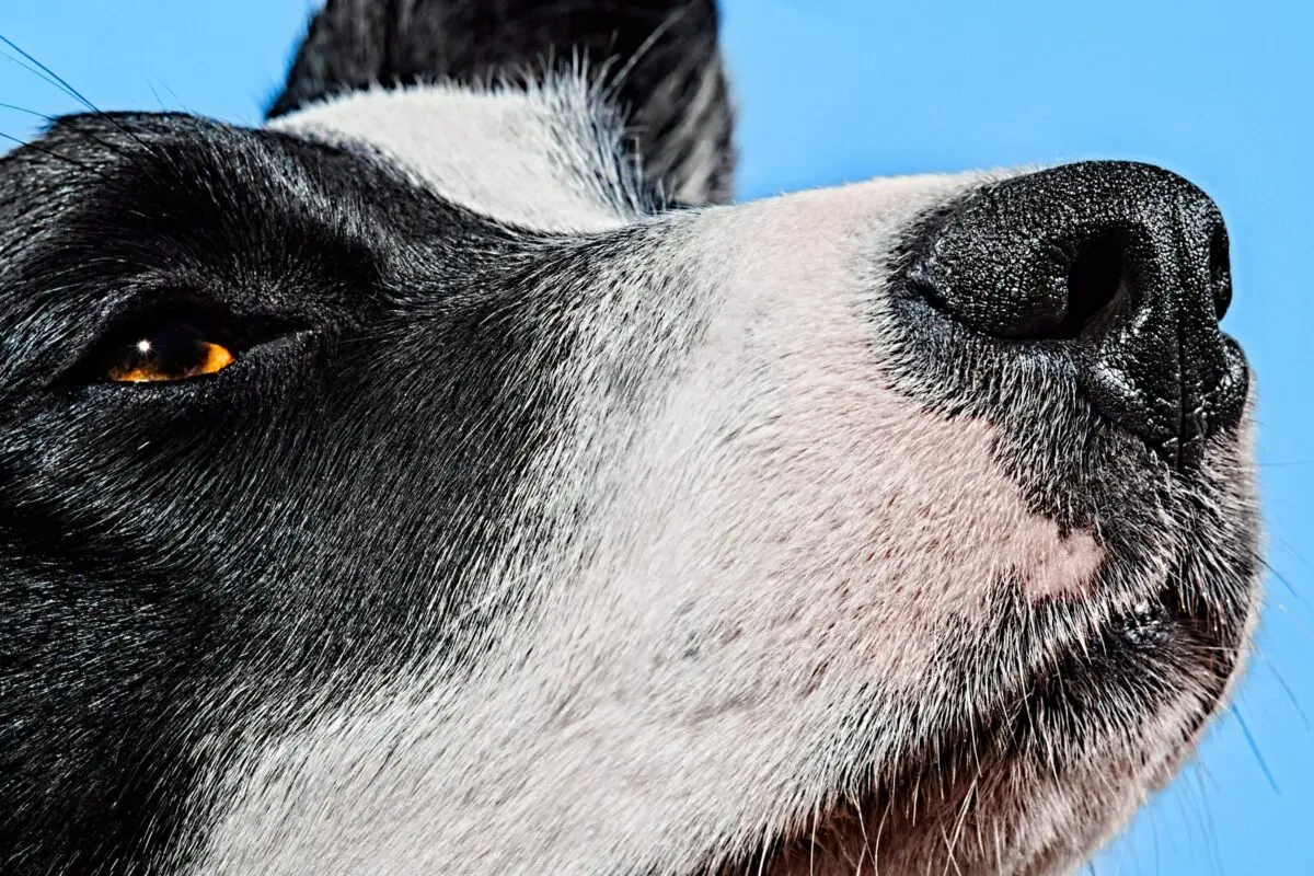 Smelling cancer and diabetes: 5 superpowers of dogs