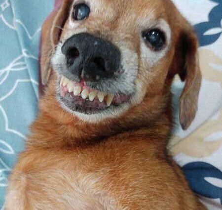 Smile dogs: 20 funny photos of smiling dogs