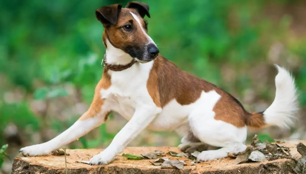 Smooth-haired fox terrier: all you need to know about this breed