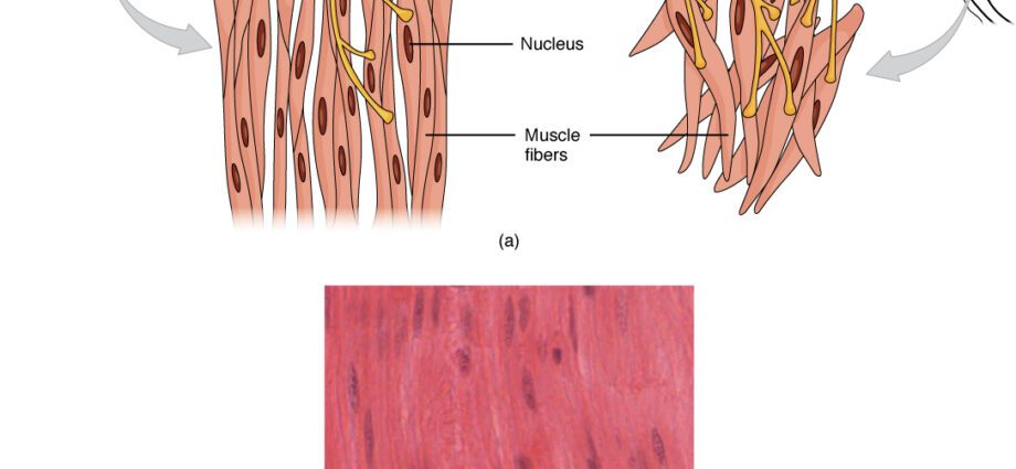 Smooth or visceral muscles: what are they used for?