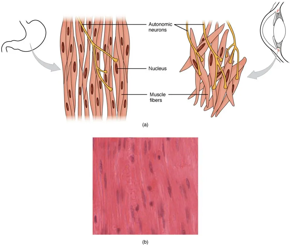 Smooth or visceral muscles: what are they used for?