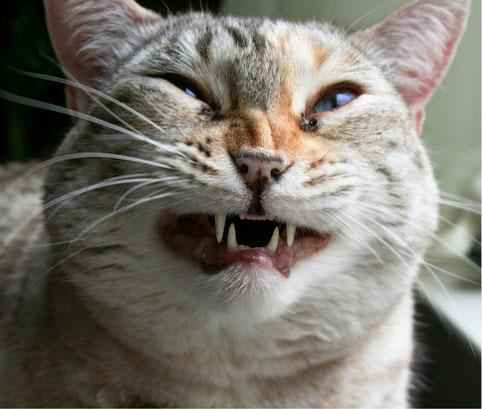 Nysande katt: ska du vara orolig när min katt nyser?