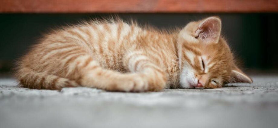 Mèo ngáy: tất cả nguyên nhân và giải pháp