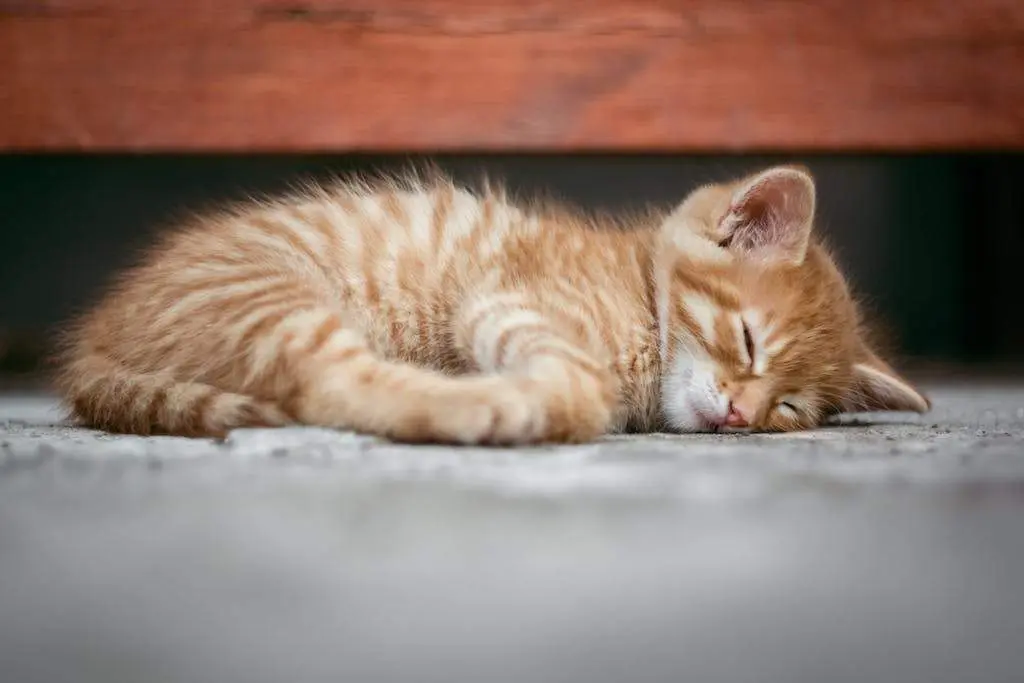 Snoring cat: all causes and solutions