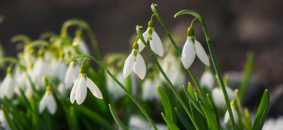 Snowdrop flowers: planting