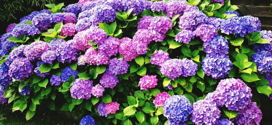 Soil for hydrangea: what kind of soil does hydrangea like