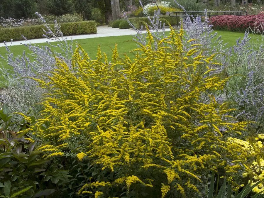 Solidago: planting and care