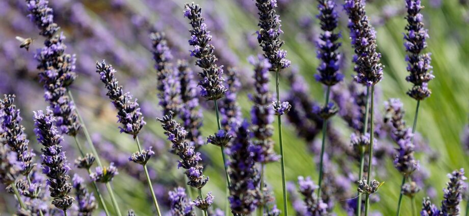 Soon the smell of lavender at the dentist?