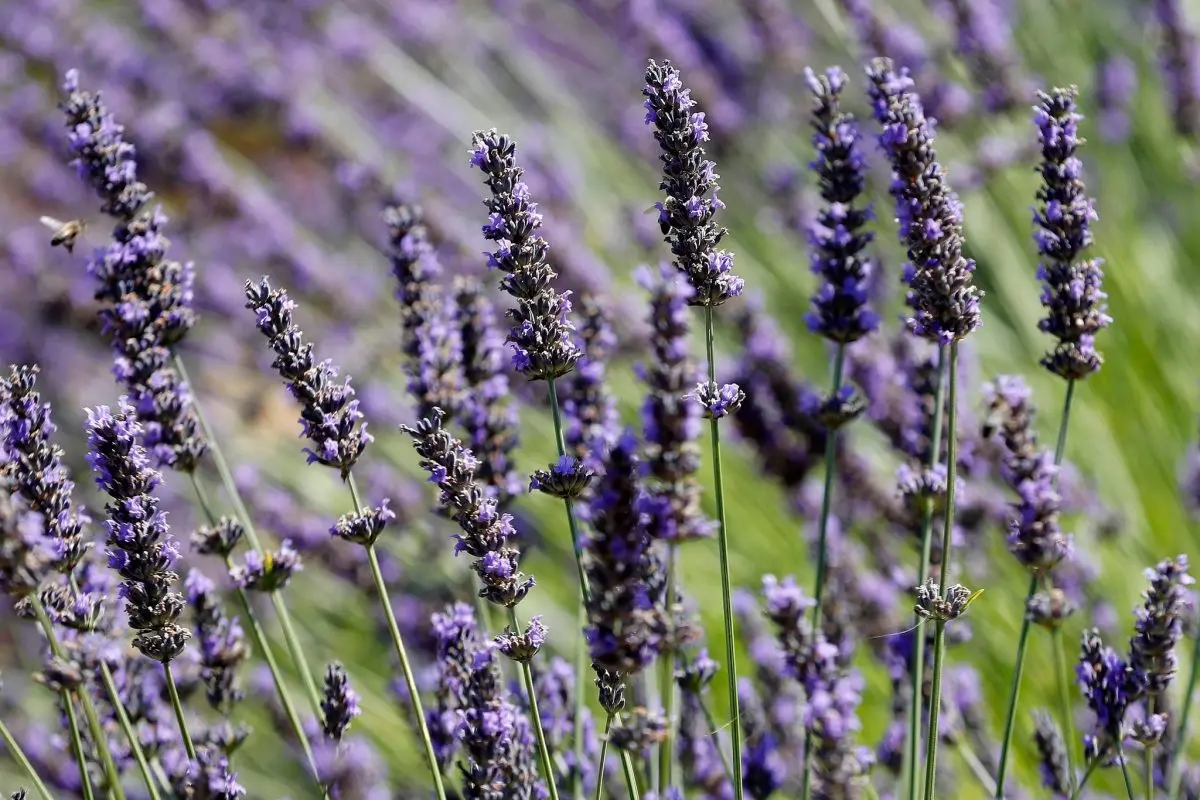 Soon the smell of lavender at the dentist?