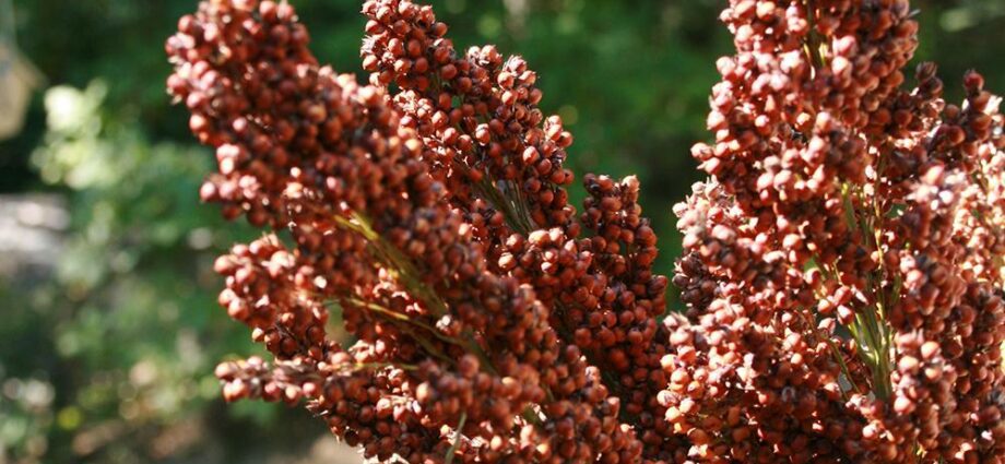 Sorghum lemon, sugar: varieties, description