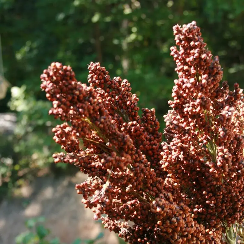 Sorghum lemon, sugar: varieties, description