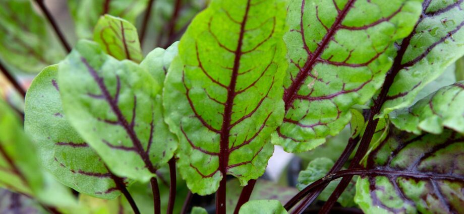 Sorrel seeds: planting