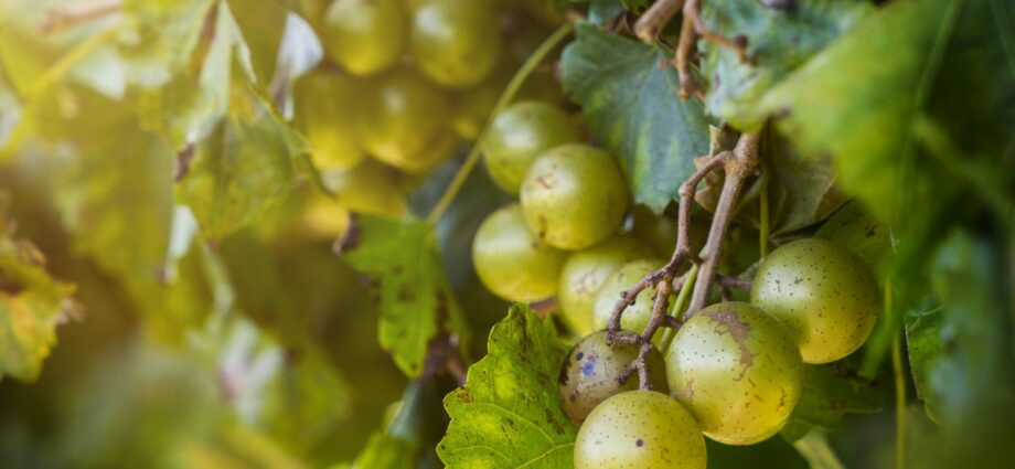 Southern grapes