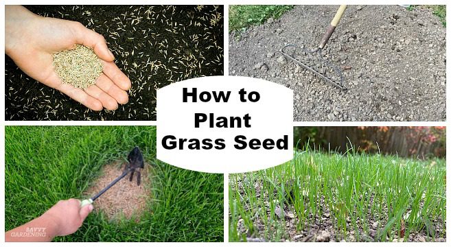 Sowing lawn grass (do it yourself in the fall)