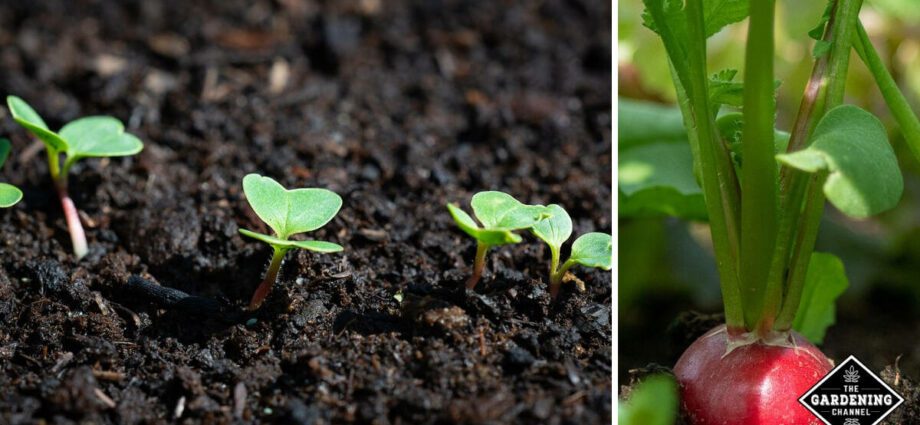 Radish seeds: planting, growing