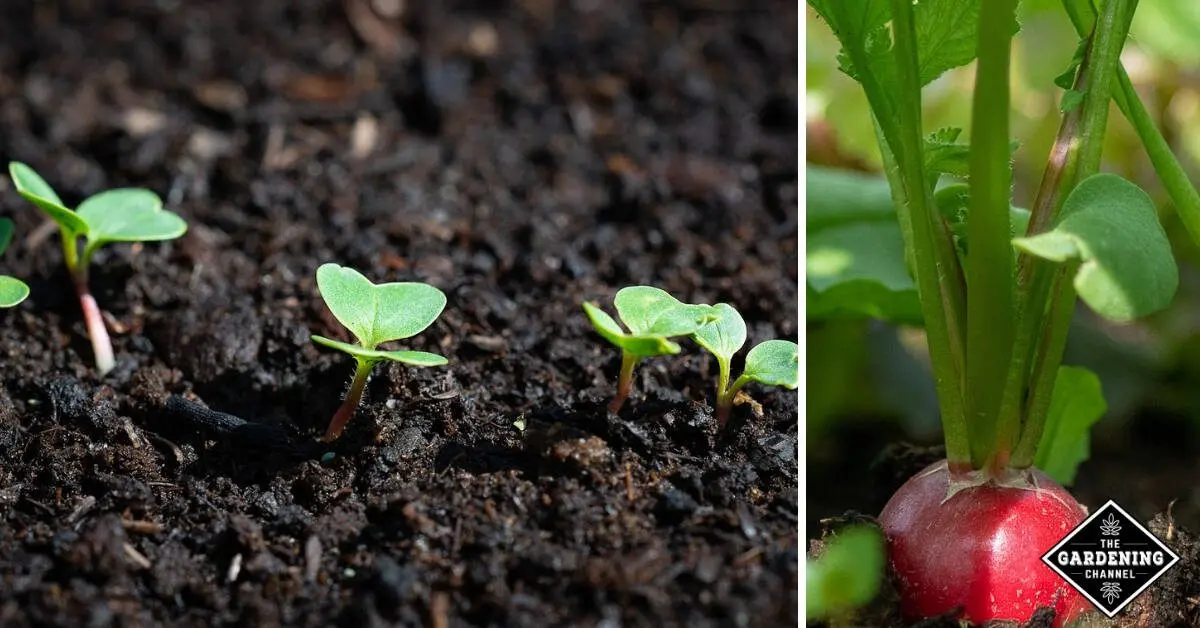 Sowing radish: description