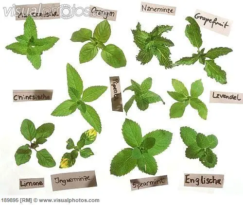 Species of mint