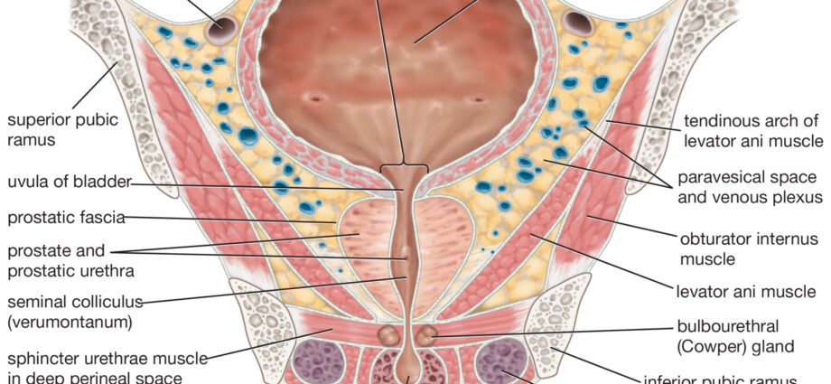 Sphincter: anatomy and role